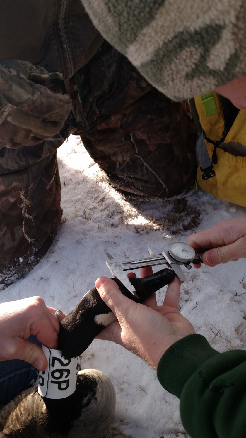 Doug McClain measures the bill of a Canada goose.<br>Credit: Dale Bowman