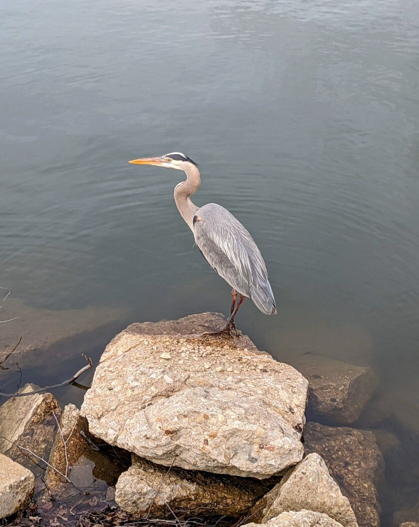 A great blue heron fishing the Des Plaines River. Provided photo