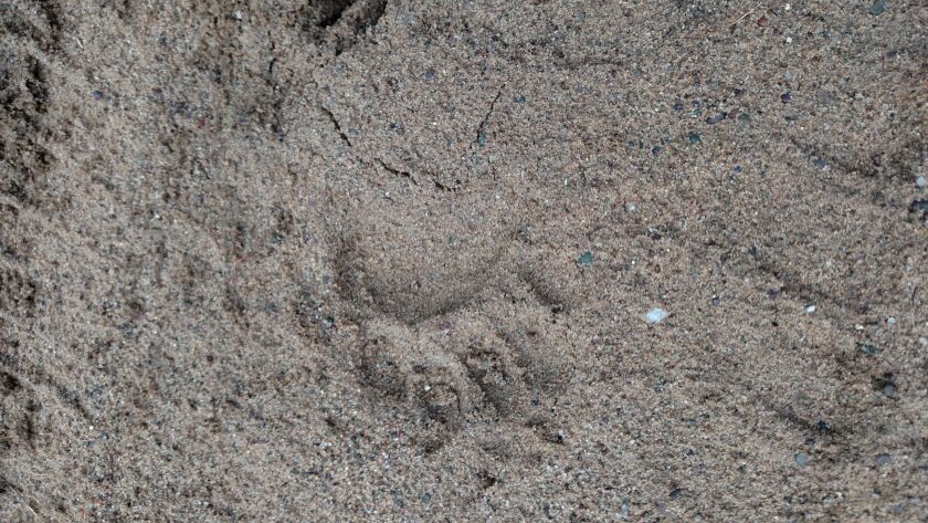 Bear print on a training run for bear hounds in northern Wisconsin.<br>Credit: Dale Bowman