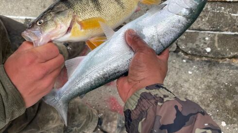 The convergence of jumbo perch and coho at Waukegan this week. Provided by the Salmon Stop