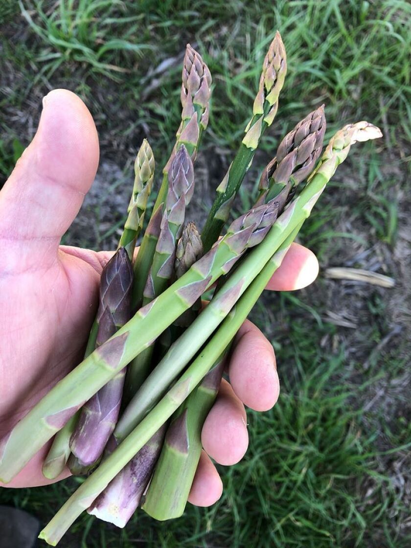 Early wild asparagus picked by Ken Gortowski. Provided by Ken Gortowski