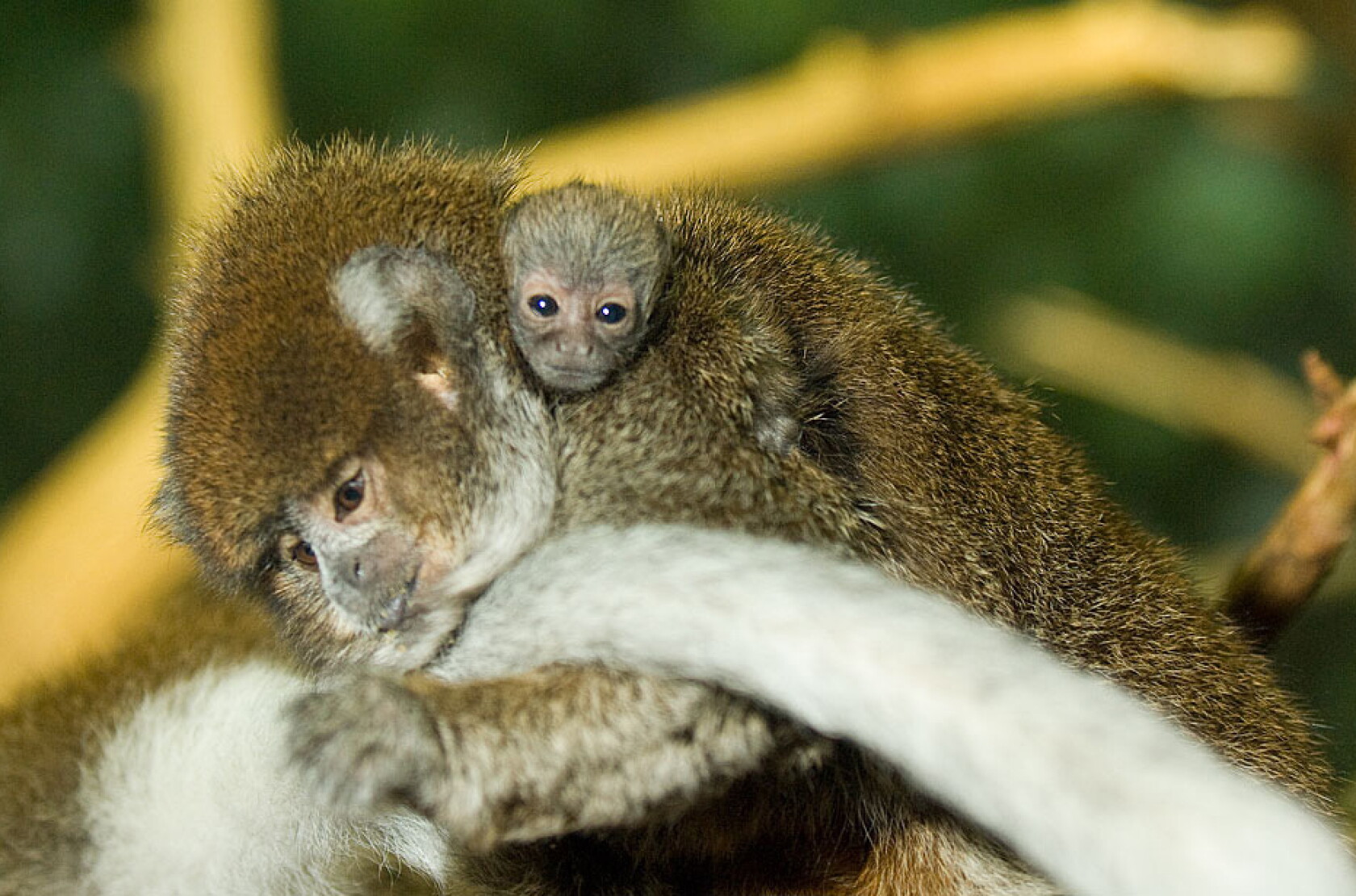 Delasol A 33 year old Bolivian Gray Titi Monkey Who Gave Birth To 9 delasol-a-33-year-old-bolivian-gray-titi-monkey-who-gave-birth-to-9