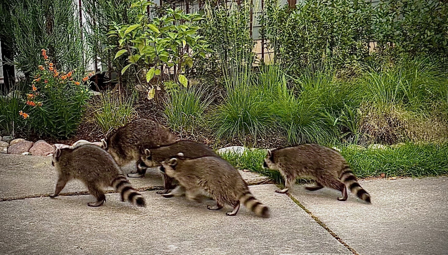 Suburb Racoons Chicago outdoors: Ritualistic raccoons, near-record burbot and cemetery ...