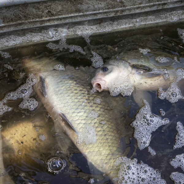 Sun Carp Illinois one step closer to keeping invasive carp out of Great Lakes ...