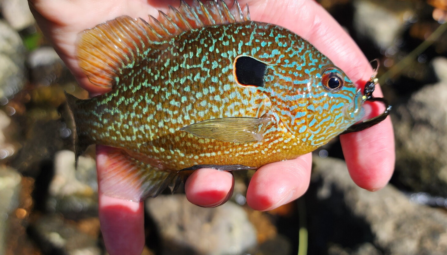Sunder Fish Catching the beauty and distinction of northern sunfish - Chicago Sun-Times