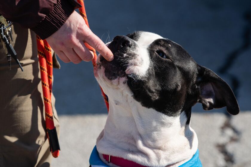 Officer Renee Vandenberg feeds Pierre, who was trained by detainees at Cook County Jail and is available for adoption, during the Cook County Sheriff’s Office’s drive-up pet food pantry.