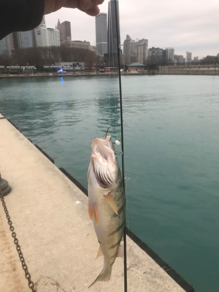 Oscar Santos’ one-and-only perch at Navy Pier last week. Provided photo