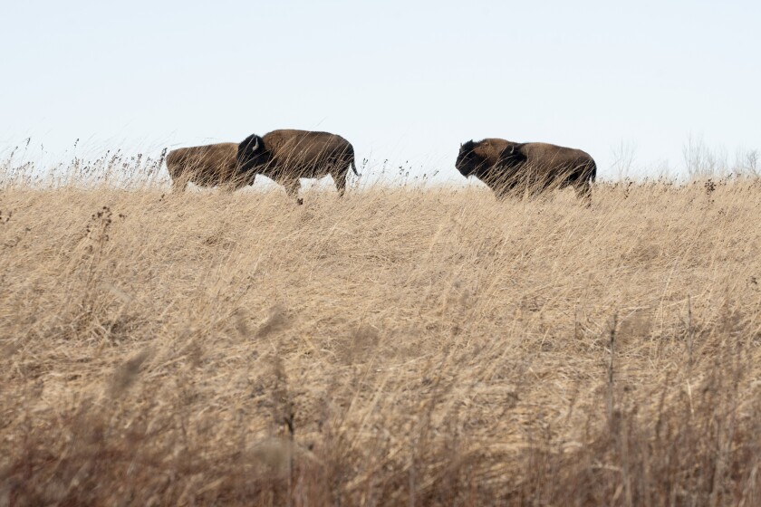 Bison provided Natives with meat for food and skins for housing and warmth and served as an integral part of the life cycle of many plants and animals.