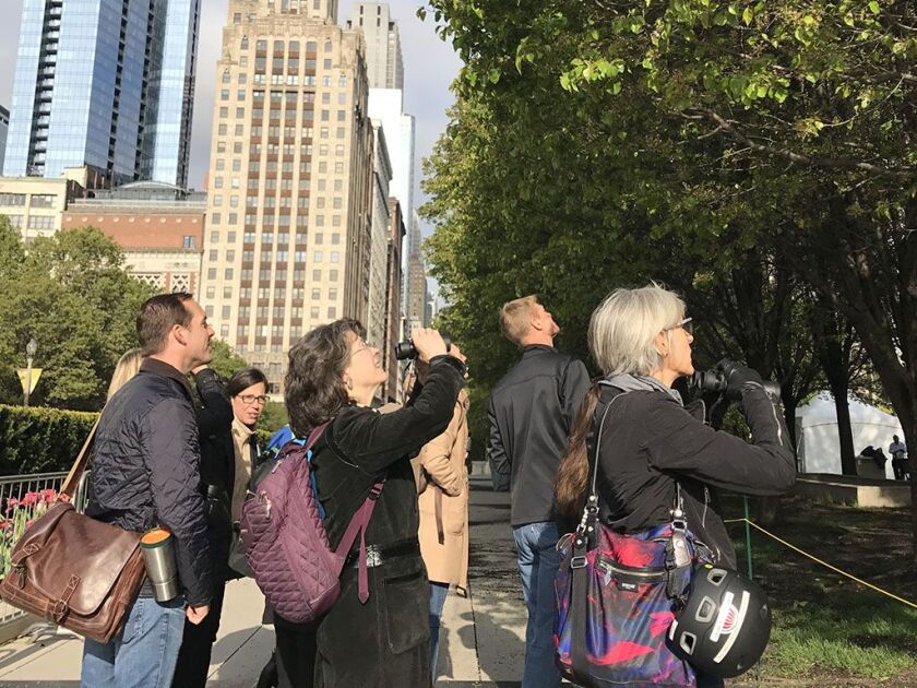 A group of professionals went birding in Millennium Park. | Shia Kapos/For the Sun-Times