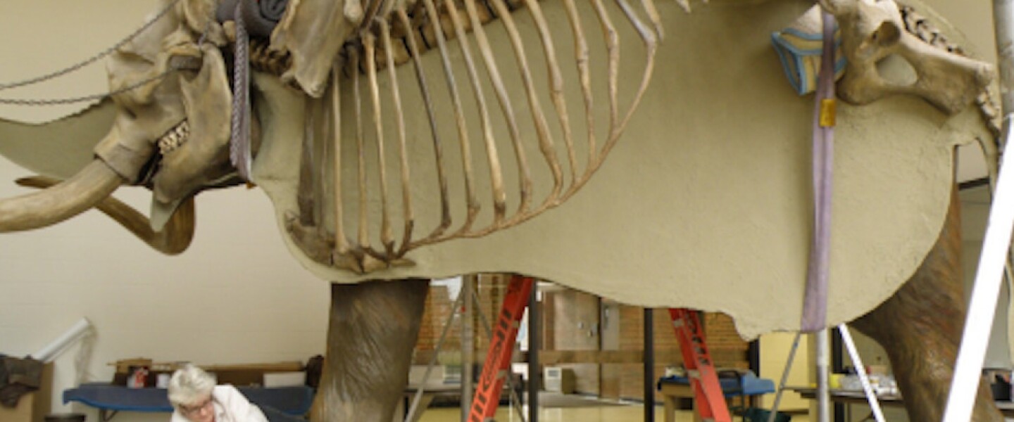 Jane Foley restoring the Perry Mastodon at Wheaton College.