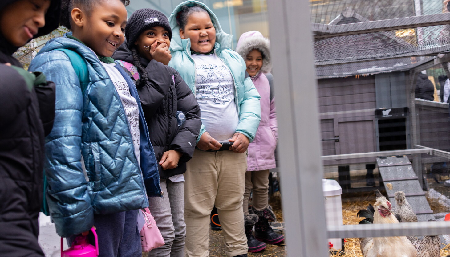 Chicago elementary schoolers delight in new chicken coop that fuses science with Black history Chicago elementary schoolers delight in new chicken coop that fuses science with Black history