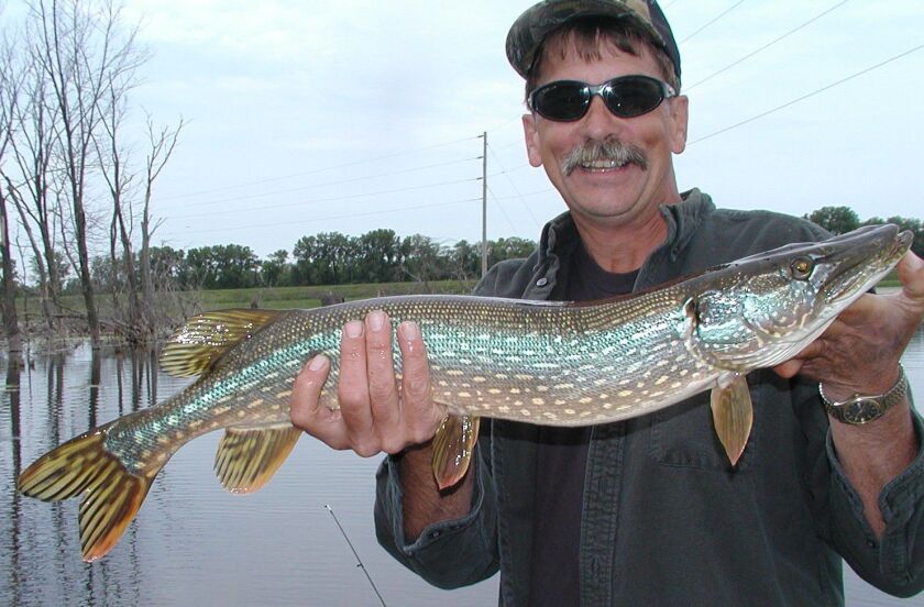 Rick Seibert holds the day’s best northern pike from Hennepin-Hopper lakes. Credit: Dale Bowman