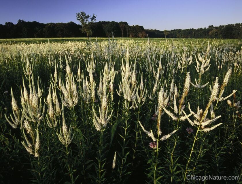 Wolf Road Prairie in Westchester. | Copyright Mike MacDonald / ChicagoNature.com