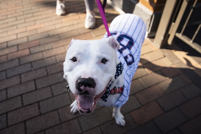 Lou, a 2-year-old pitbull, is dressed up in a Chicago Cubs jersey as she is walked around outside Wrigley Field shortly before the start of the opening day game against the Milwaukee Brewers, Friday evening, July 24, 2020.