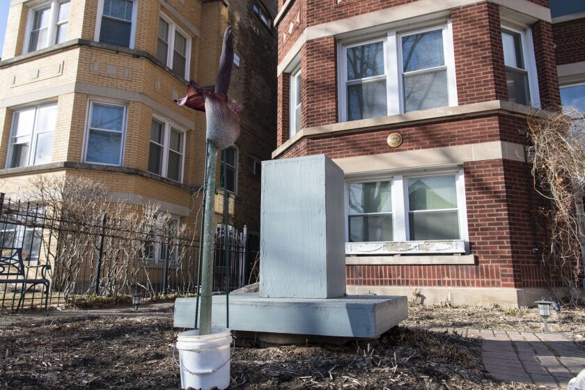 A blooming corpse flower sits in a bucket of water outside a home, in the Rogers Park neighborhood.