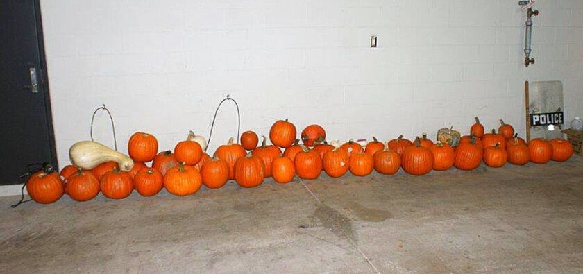 Maryland Heights Police Department is asking residents of the St. Louis suburb to view a “pumpkin lineup” online to see if their Halloween squash are among those recovered. | Maryland Heights Police Department via AP