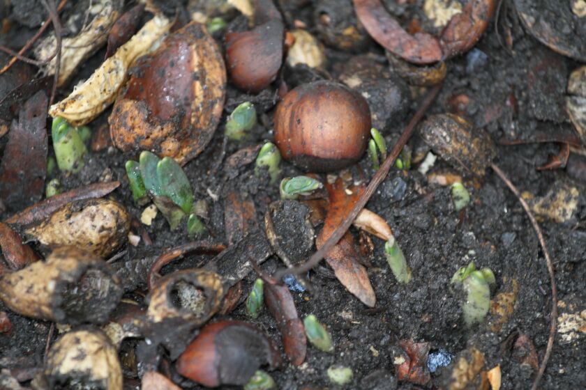 Tulips and daffodils poking through on the Northwest Side on Jan. 19. Credit: Ron Wozny