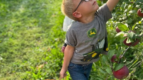 Children pick apples off a tree in an orchard