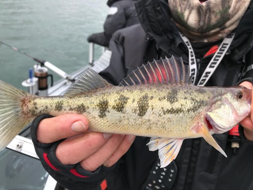 A comparison of mysteriously marked perch caught in the Calumet system last week. Provided photo