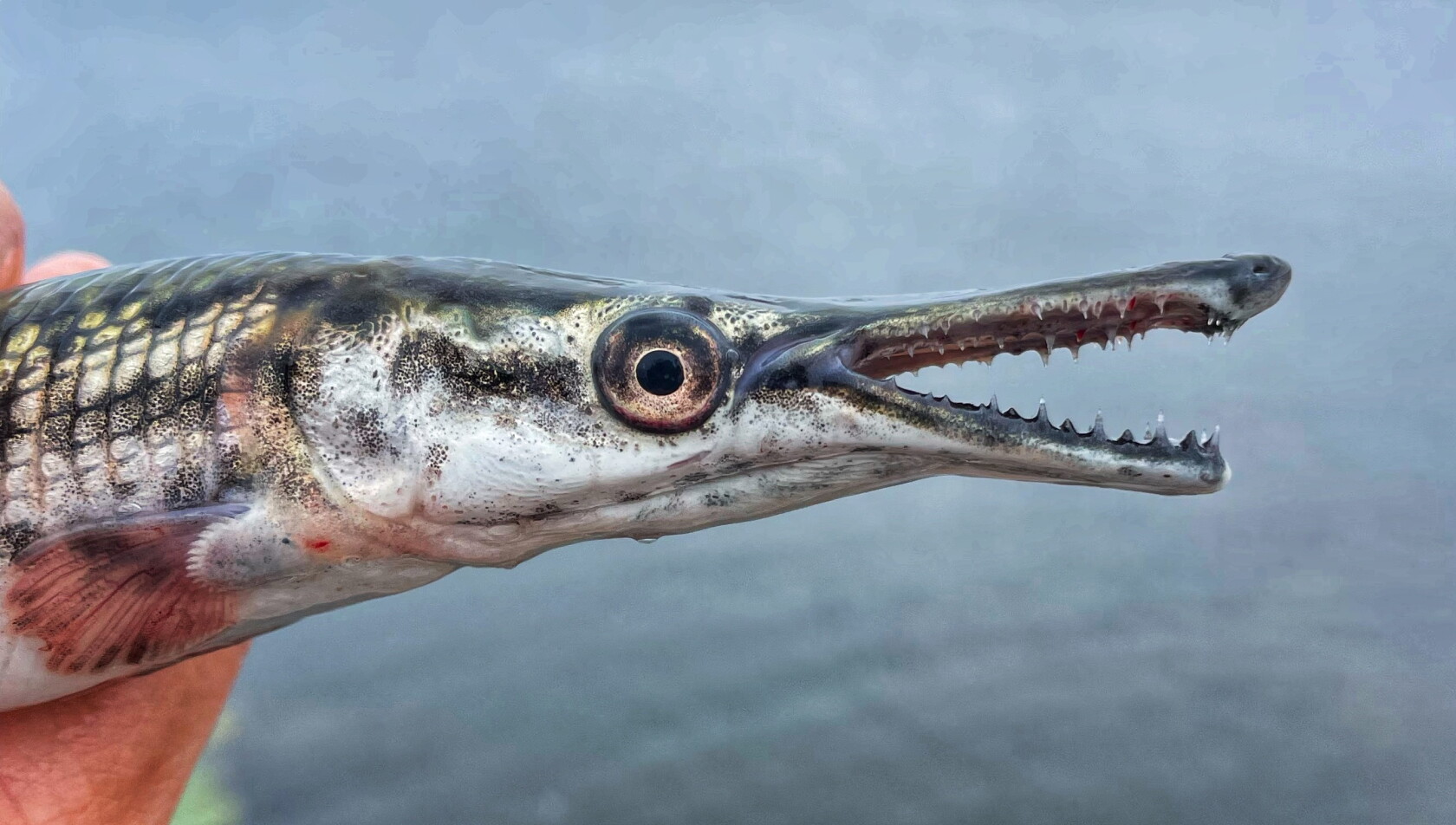 Jarka Fish Alligator gar, Illinois' biggest native fish, spread farthest north in ...