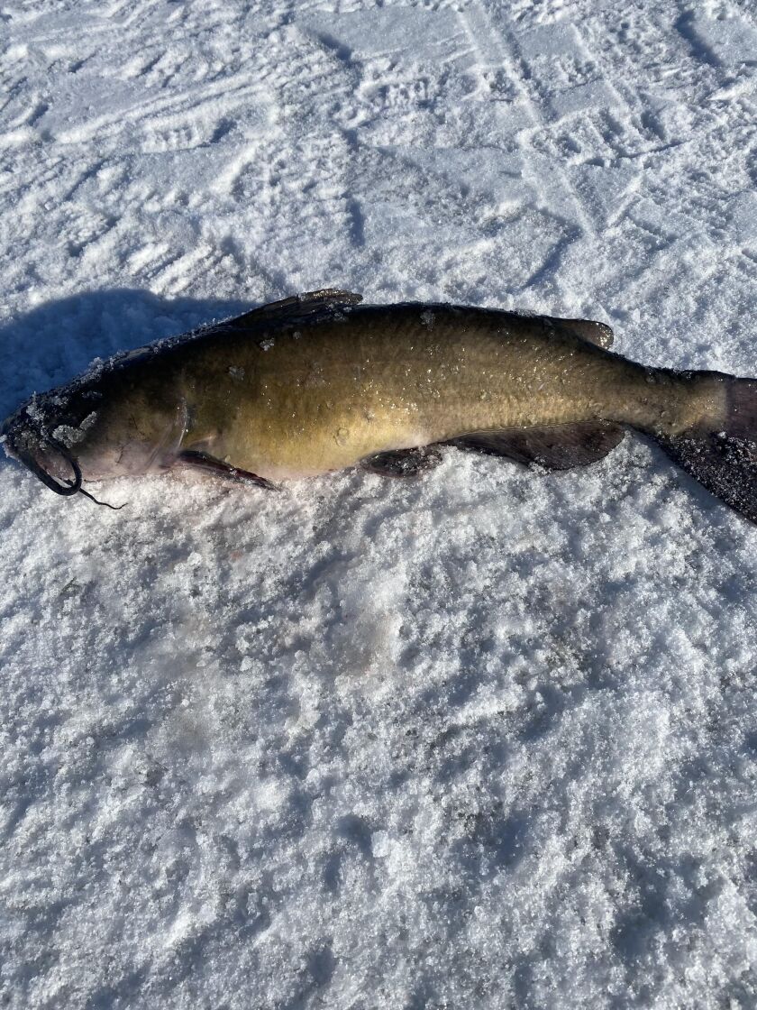 Chain O’Lakes catfish. Provided photo