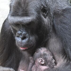 Western lowland gorilla Koola cradles her newborn infant at the Brookfield Zoo. | Jim Schulz/Chicago Zoological Society
