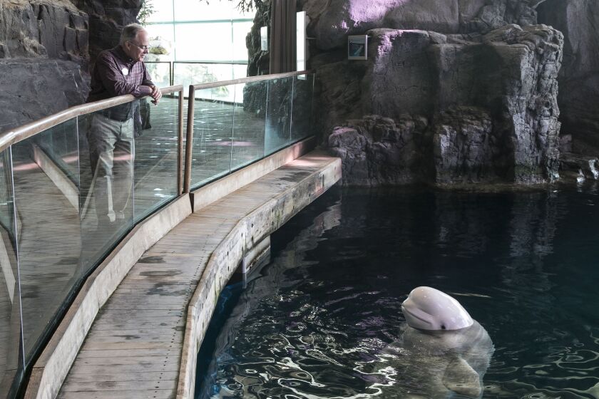 Jim Robinett, who is retiring after 40 years at the Shedd Aquarium, talks to his favorite animal, a beluga whale, on Thursday. | Ashlee Rezin/Sun-Times
