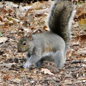 A fox squirrel buries some acorns in Wicker Park. | Alisa Hauser/For the Sun-Times