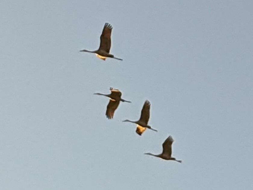 Sandhill cranes flying into Jasper-Pulaski Fish and Wildlife Area in Indiana. Credit: Dale Bowman