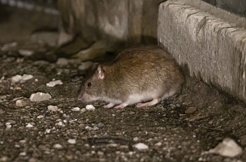 Alley Rats Rat birth control comes to Wicker Park and Bucktown, a more 'humane ...