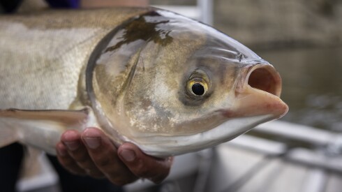 ASIANCARP-08XX25-08.jpg