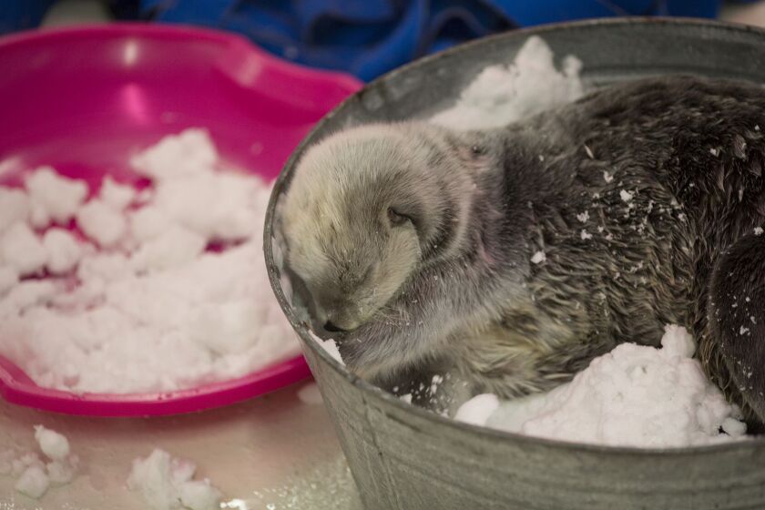 Alaskan sea otter rescue, Kiana, experiencing her snow enrichment. | ©Shedd Aquarium/Heidi Zeiger