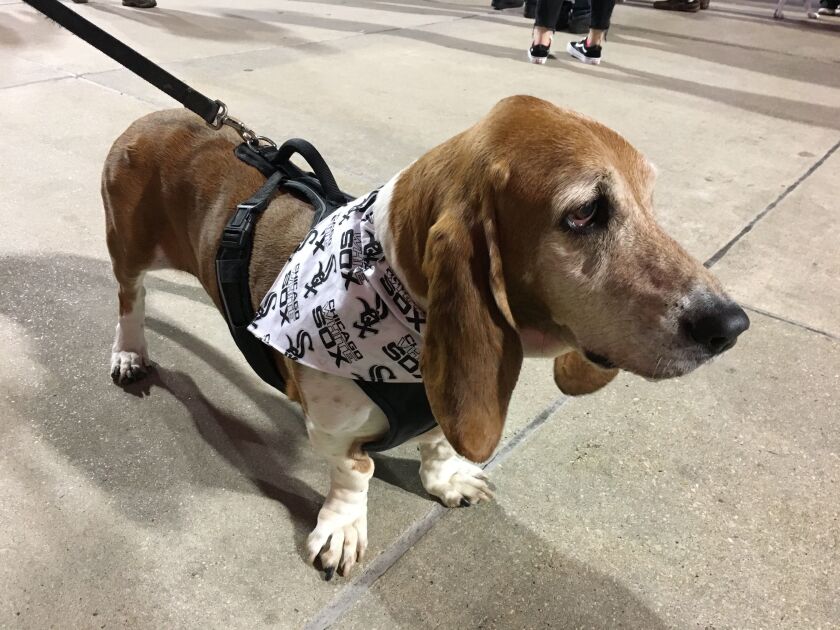 Rowdy, a Basset Hound, wore his favorite handkerchief to the ballpark. | Madeline Kenney/Sun-Times