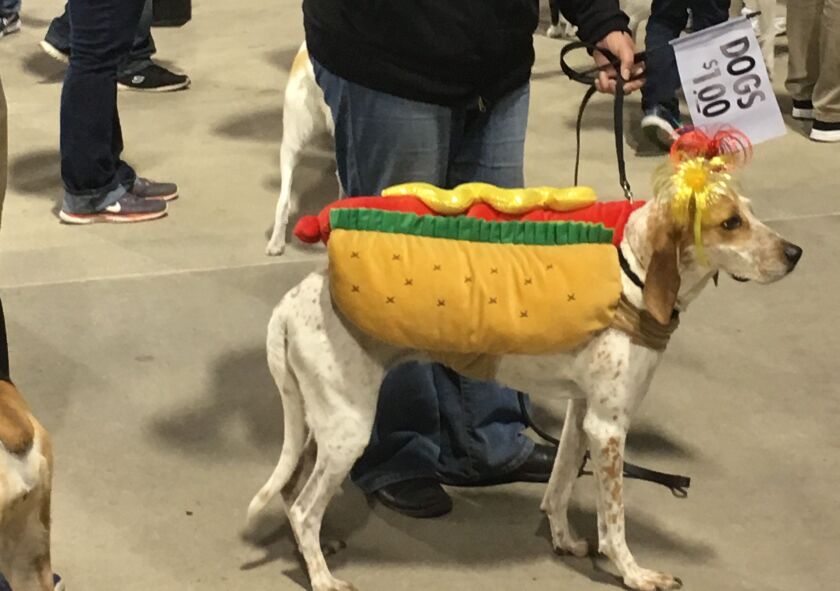 This dog took hot dog to a new meaning. | John O’Neill/Sun-Times