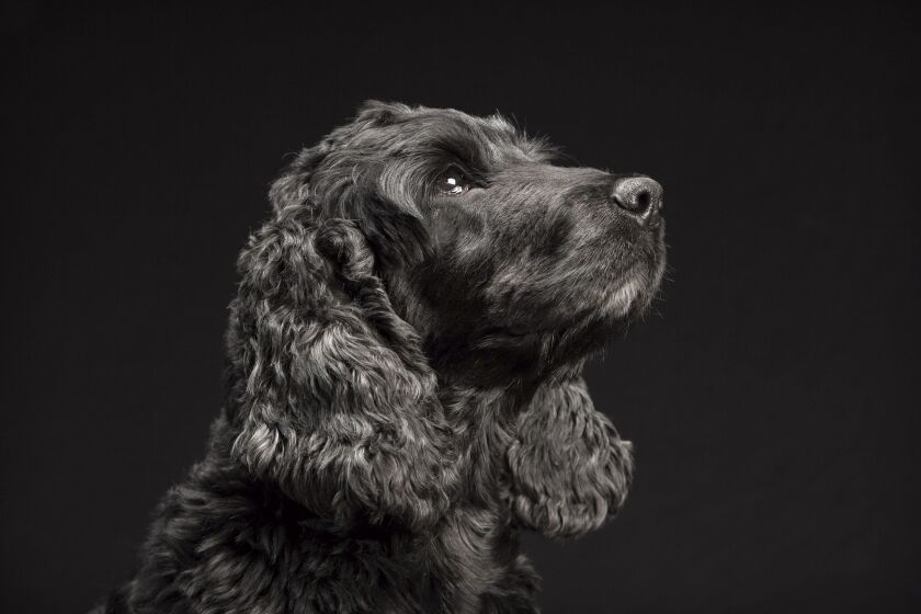 In this April 2014 photo provided by Fred Levy, a springer spaniel named Aki poses in Levy’s studio in Maynard, Mass.