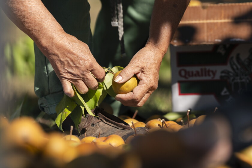 Pear Chef Pear whisperer Oriana Kruszewski is a darling of Chicago’s top chefs ...
