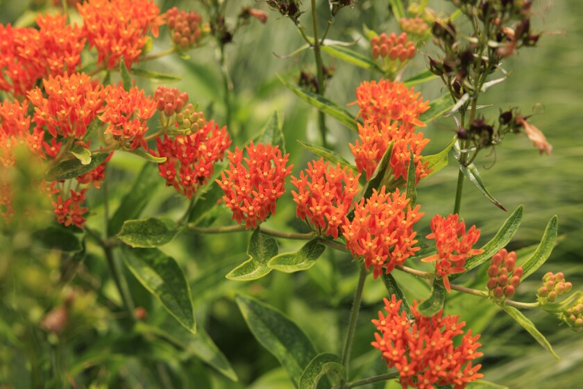 Butterfly milkweed attracts monarch butterflies and honeybees.