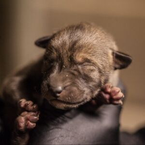 Four critically endangered red wolf pups were born at the Lincoln Park Zoo in April. | Christopher Bijalba/Lincoln Park Zoo