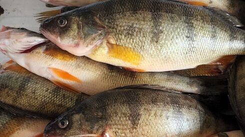 Jumbo perch from Diversey Harbor, caught on Shad Raps. Provided by Park Bait