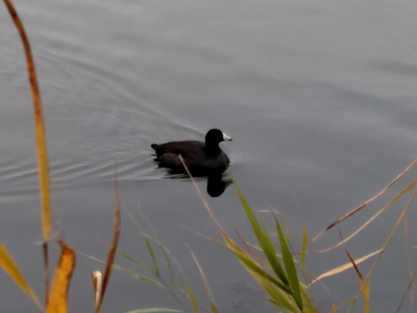 A coot insisted on swimming back and forth in front of the blind during a duck hunt at Banner Marsh.<br>Dale Bowman/Sun-Times