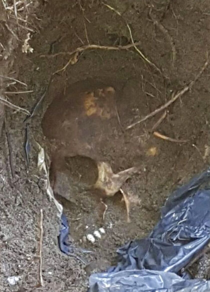 A skull at the site of clandestine burial pit in the Gulf coast state of Veracruz, Mexico. | Veracruz State Prosecutor’s Office via AP