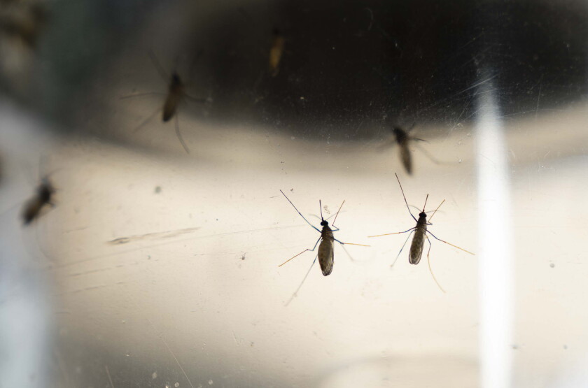 MOSQUITOES_260714_15.jpg