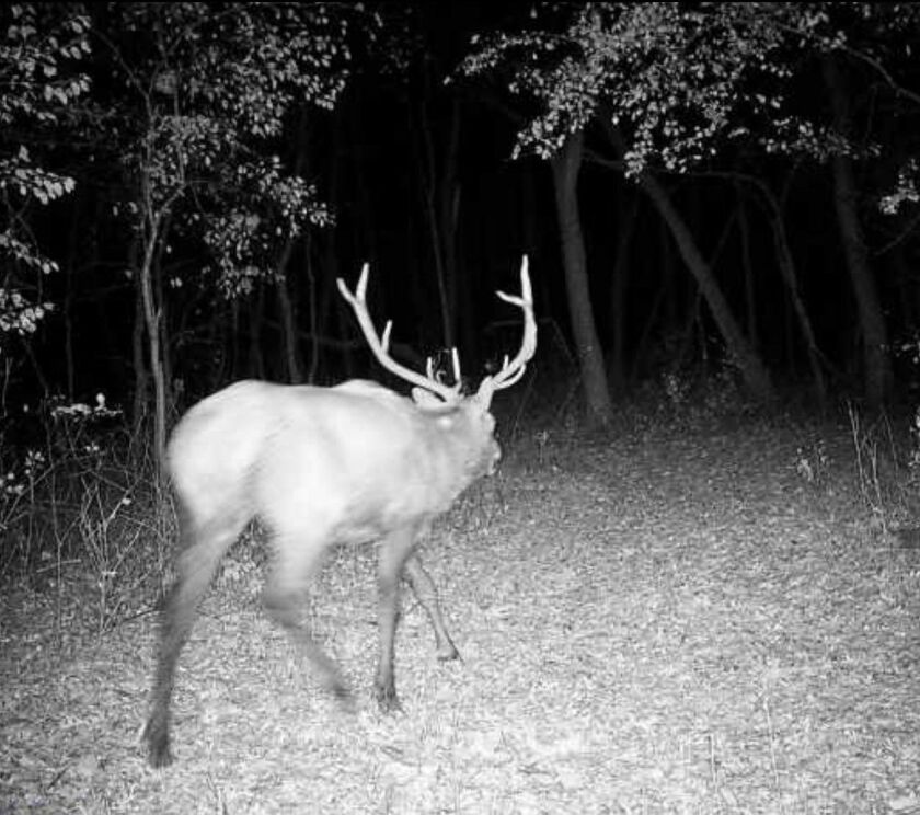 Bull elk with ear tag 357 in Dane County, Wisconsin on Nov. 23, just days before it was reported in Illinois near Pecatonica. IIt was struck and killed near Joliet on Dec. 13. Provided by the Wisconsin DNRac