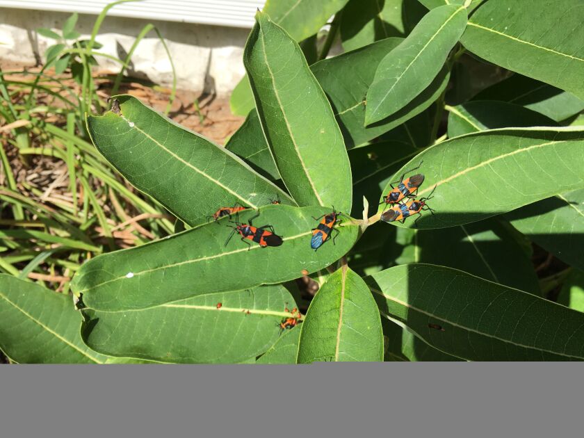 Milkweed bugs. Photo provided by John Pavlik