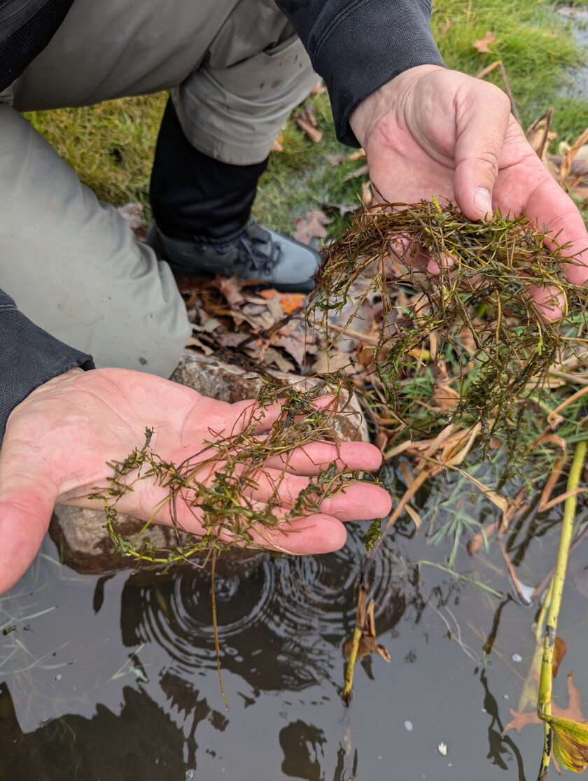 hydrilla2024clumpGingerCreekIDNRClaireSnyder.jpg
