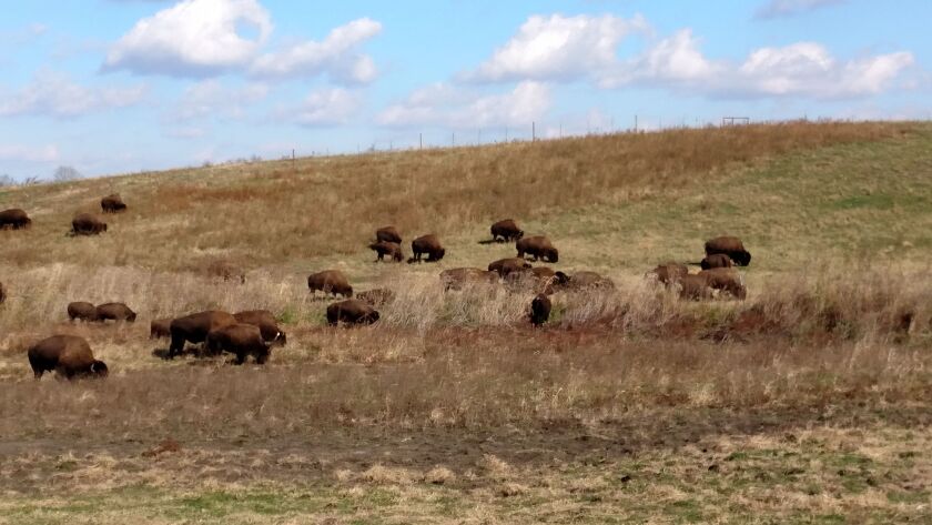 A chance to see bison on the range is part of the appeal of Nachusa Grasslands, one treasure mentioned in “Nature in Chicagoland.” Credit: Dale Bowman