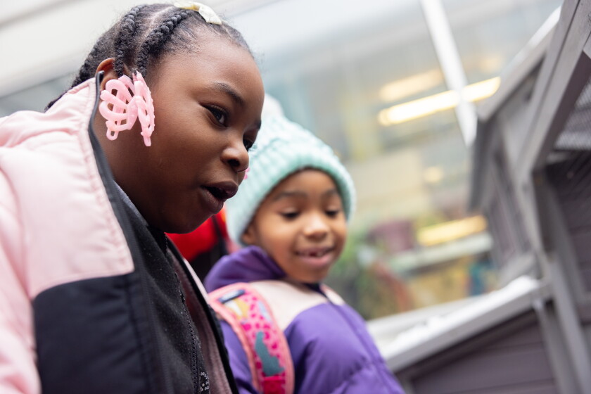 A student wearing a pink jacket marvels at a chicken coop in her school courtyard.