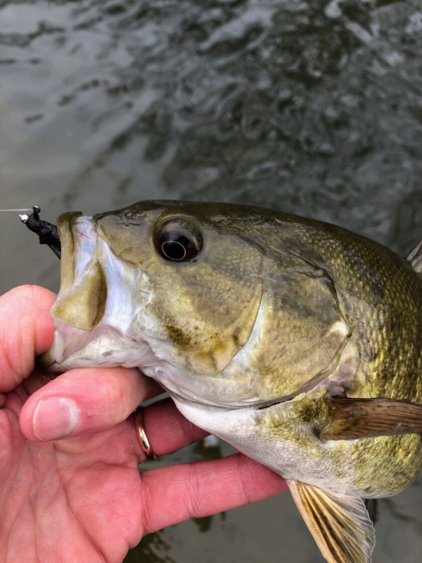 Smallmouth bass on a fly on the Fox River. Provided by Pete Lamar