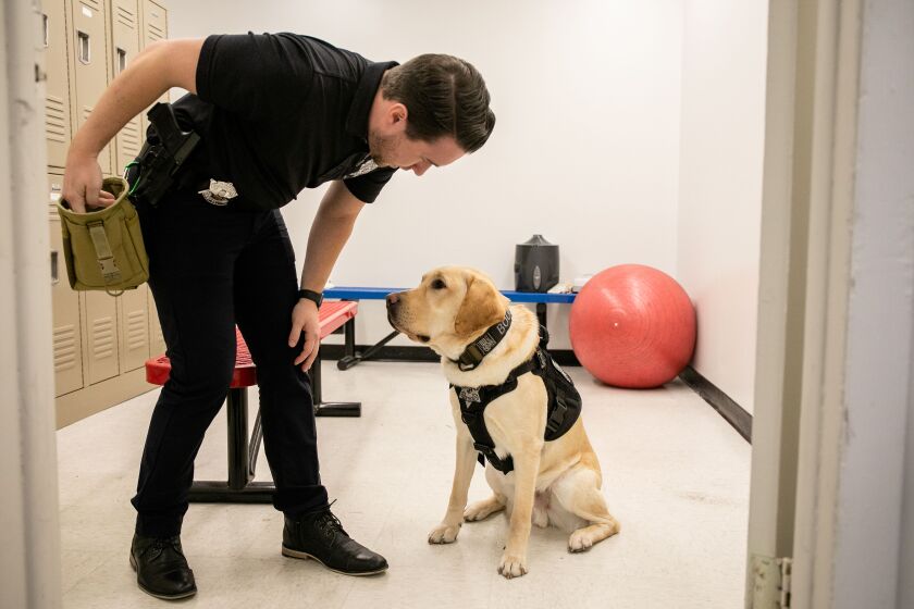 New K-9 Electronics for the Cook County Sheriff's Office Has a Nose for Crime Internet Crimes Against Children Unit Investigator Daniel Codd, who is Boone's handler, talks to Boone as he puts his hand into a bag of treats during a demonstration where he showed how Boone met the Cook County Sheriff in Maywood on Tuesday Searches electronic devices in U.S. police offices. December 13, 2022.
