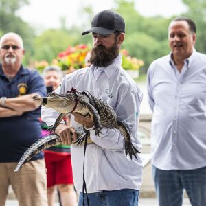 Florida alligator expert Frank Robb shows off an alligator he rescued overnight from the Humboldt Park Lagoon.